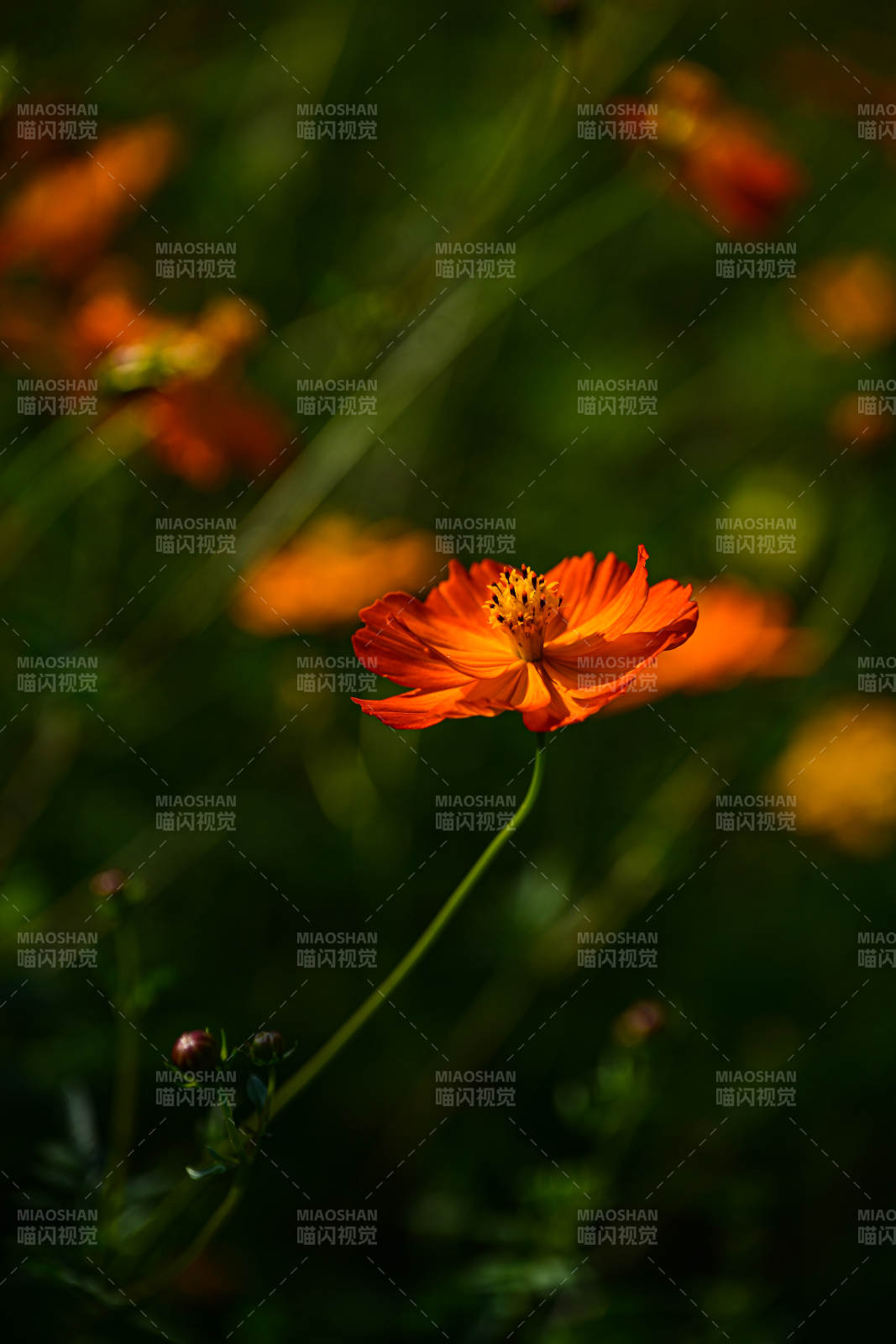 橙色波斯菊绽放特写图片