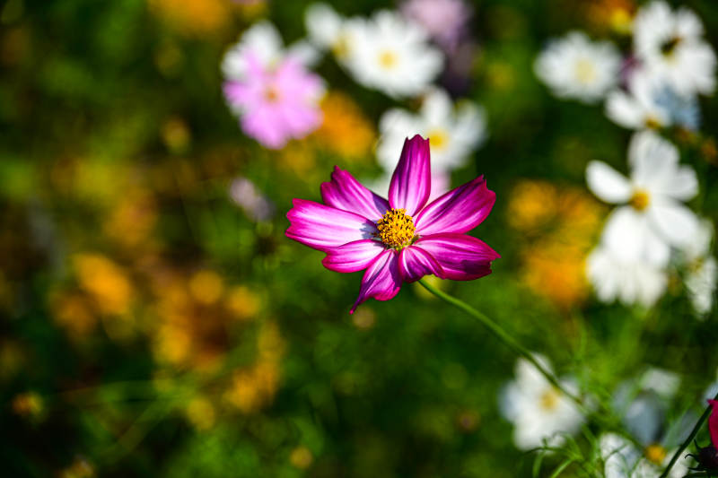 花海中紫色格桑花绽放特写图片