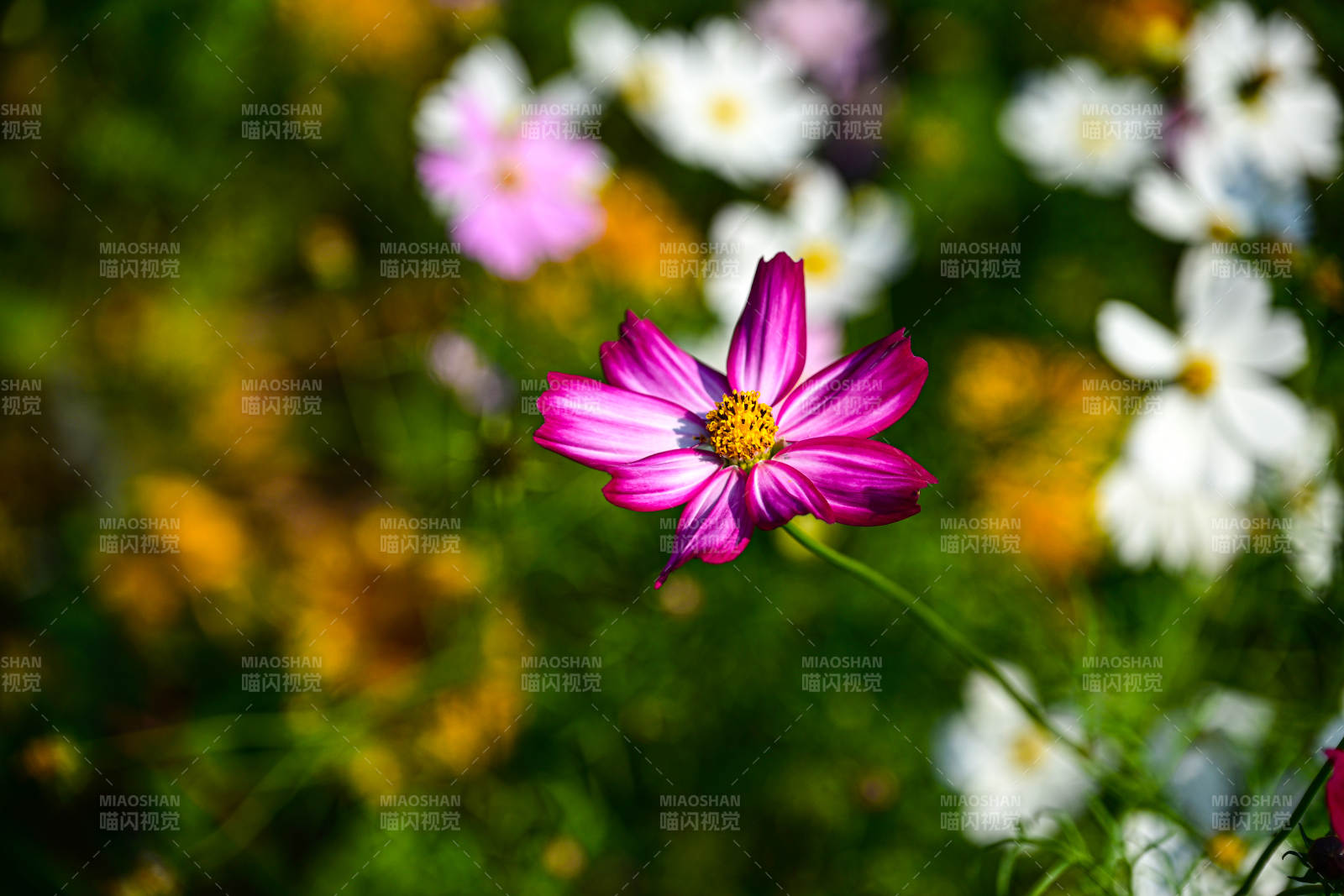 花海中紫色格桑花绽放特写图片
