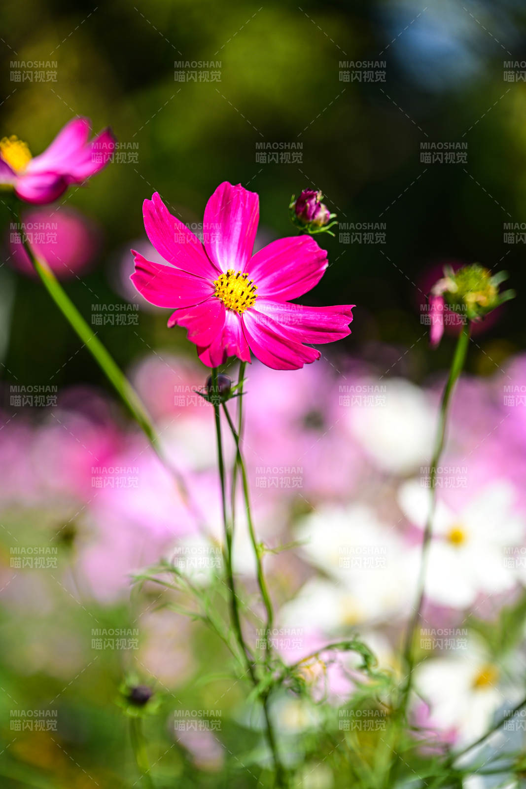 花海中粉色格桑花绽放特写图片