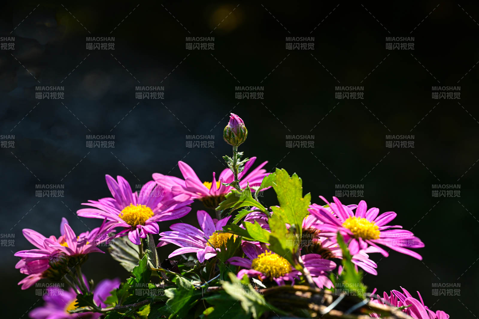 阳光下紫色菊花绽放特写图片