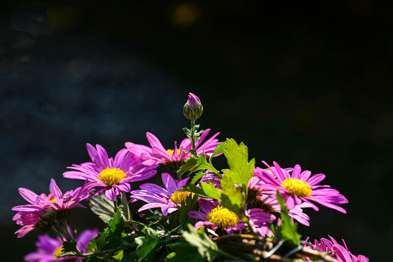 阳光下紫色菊花绽放特写图片