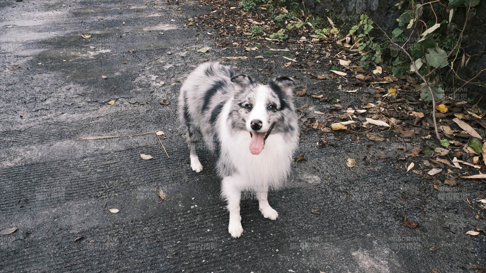 蓝白毛狗吐舌站立图片