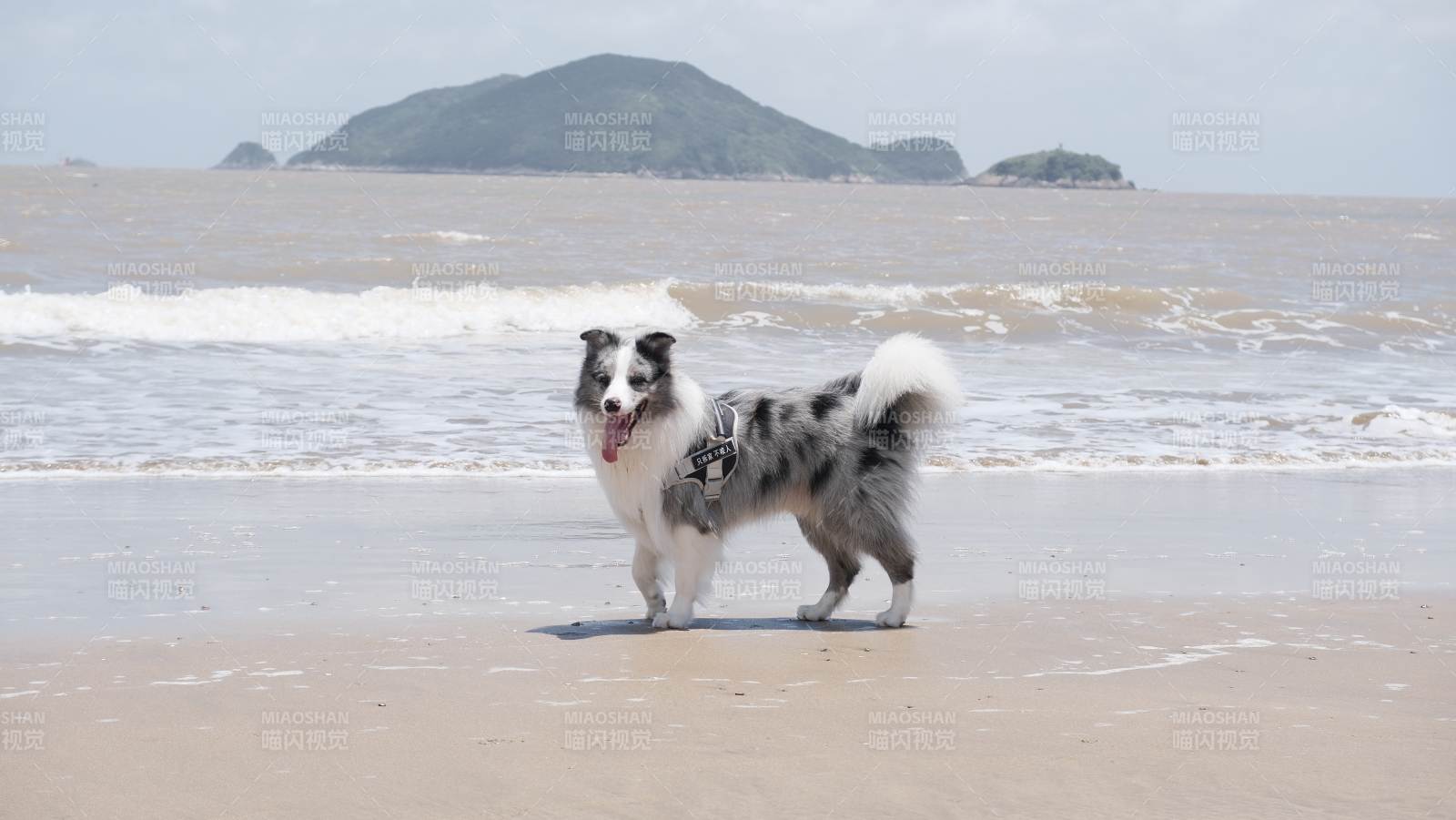 海滩上的可爱狗狗图片