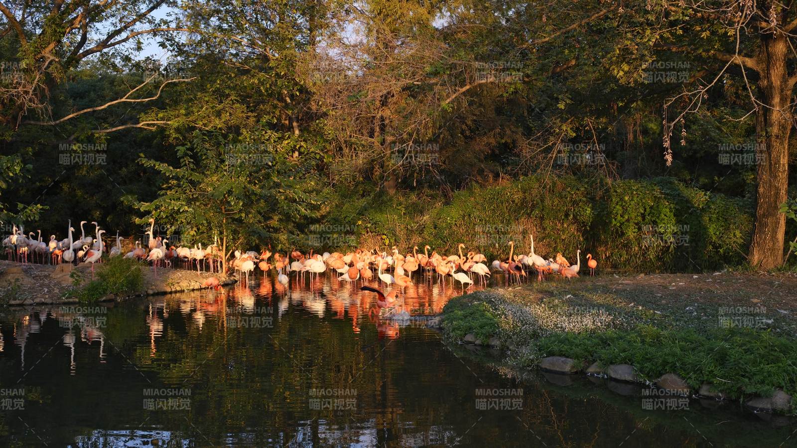 湖畔群鸟栖息图图片