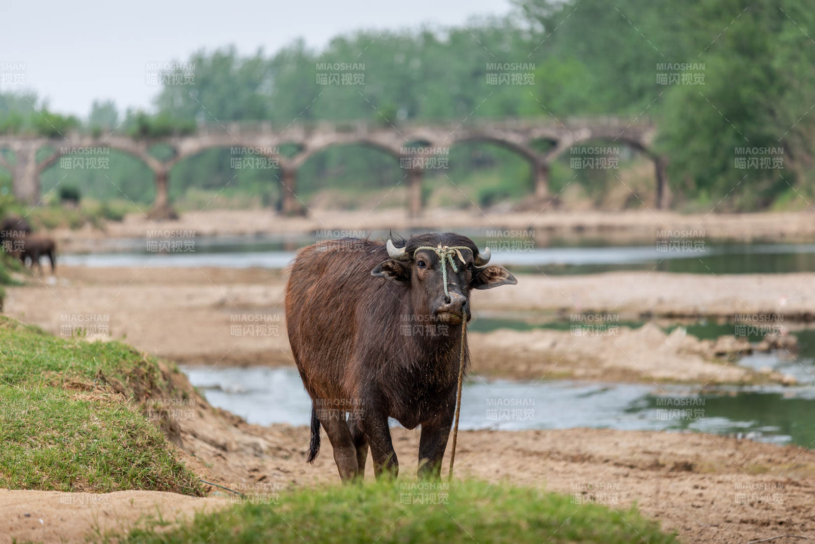 水牛河畔静立图片