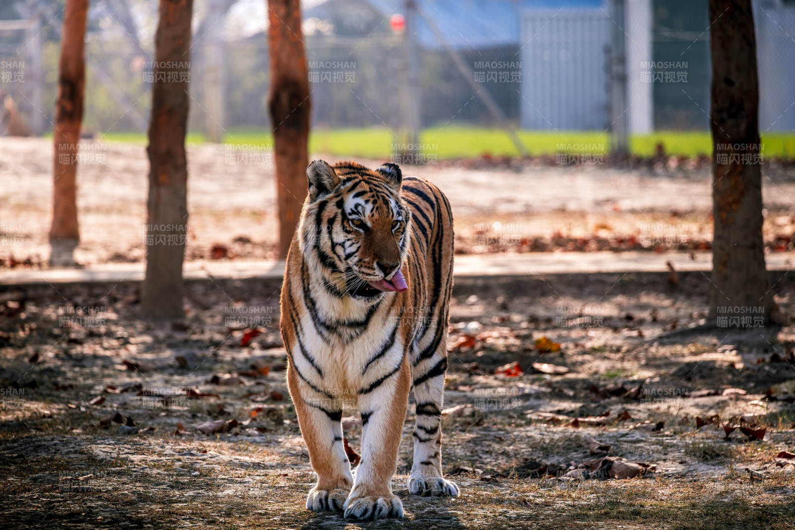 猛虎踱步林间图片