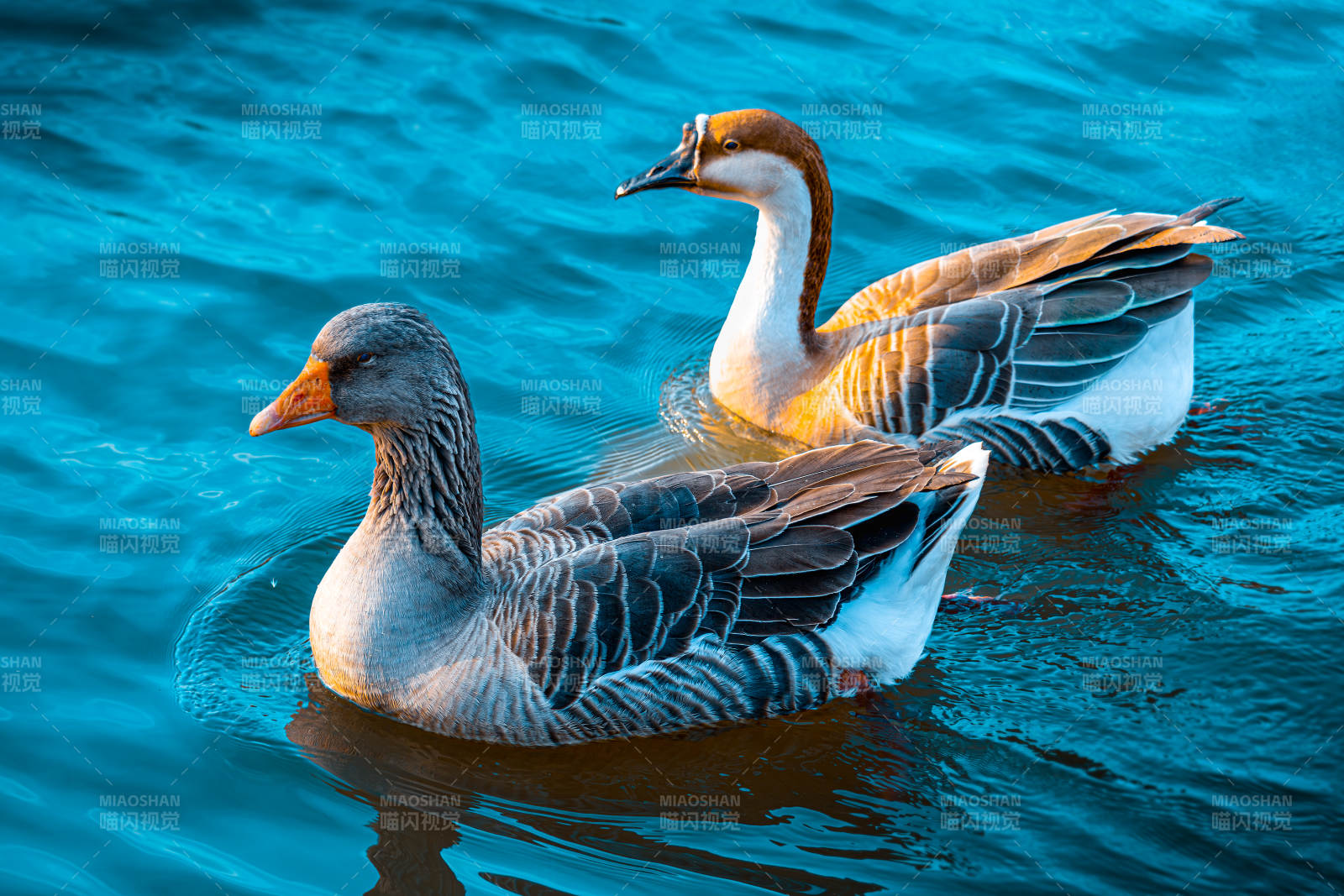 双鸭戏水图片