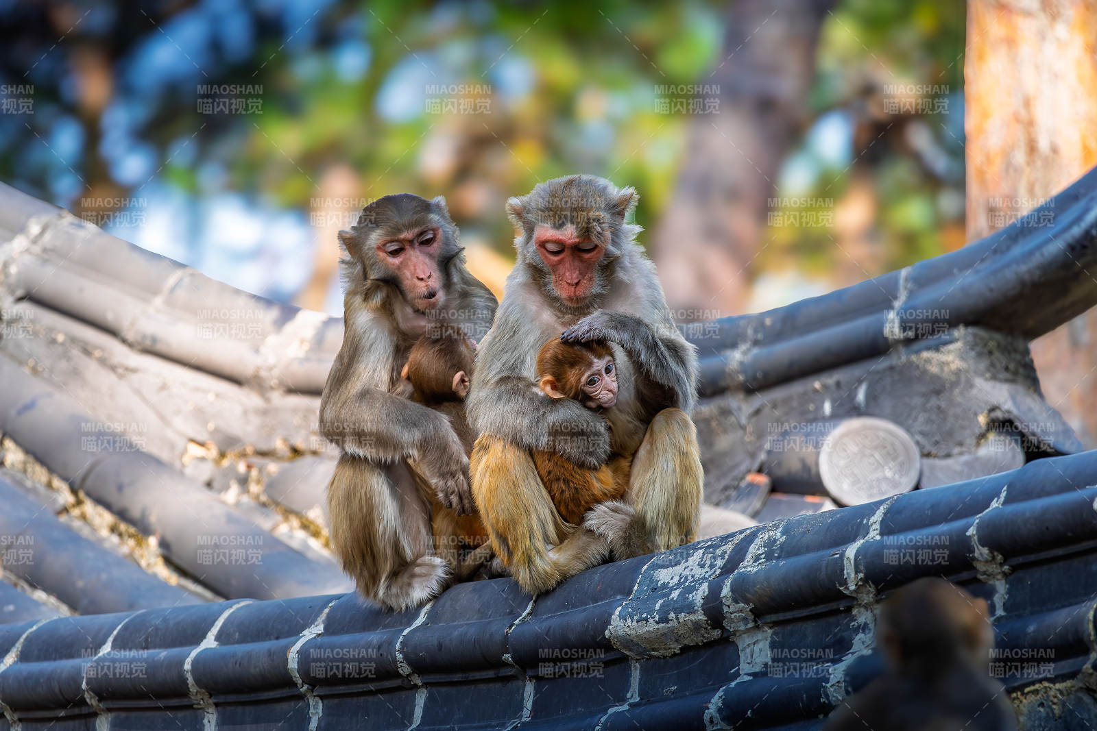 猴群屋顶温馨时刻图片