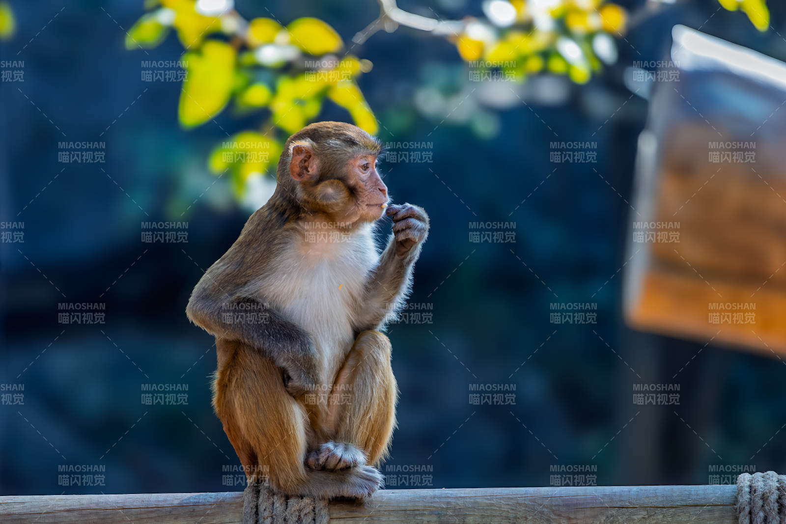 猴子静坐思索图片