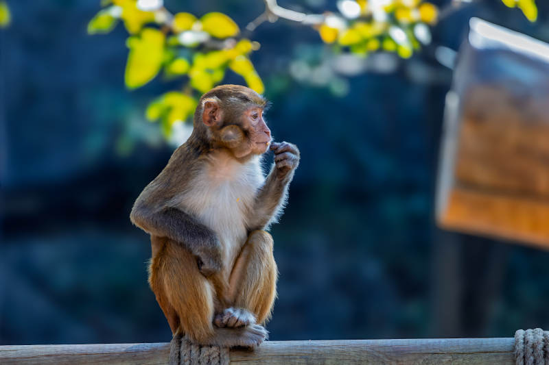 猴子静坐思索图片