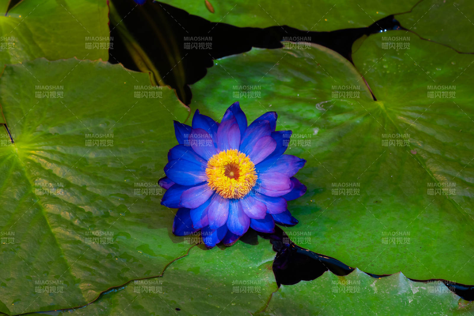 蓝莲绽放水中央图片