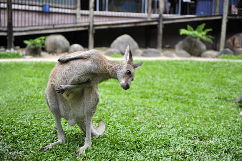 袋鼠在草地上休息图片