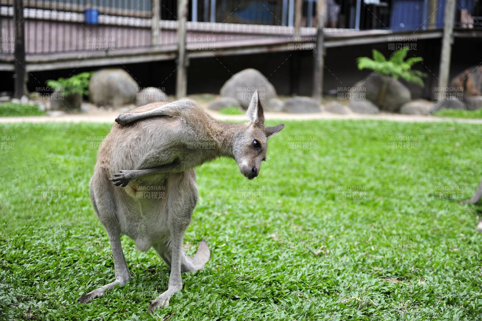 袋鼠在草地上休息图片