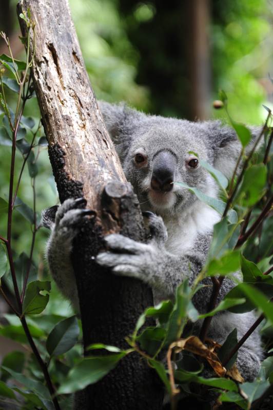 树上萌趣考拉图片