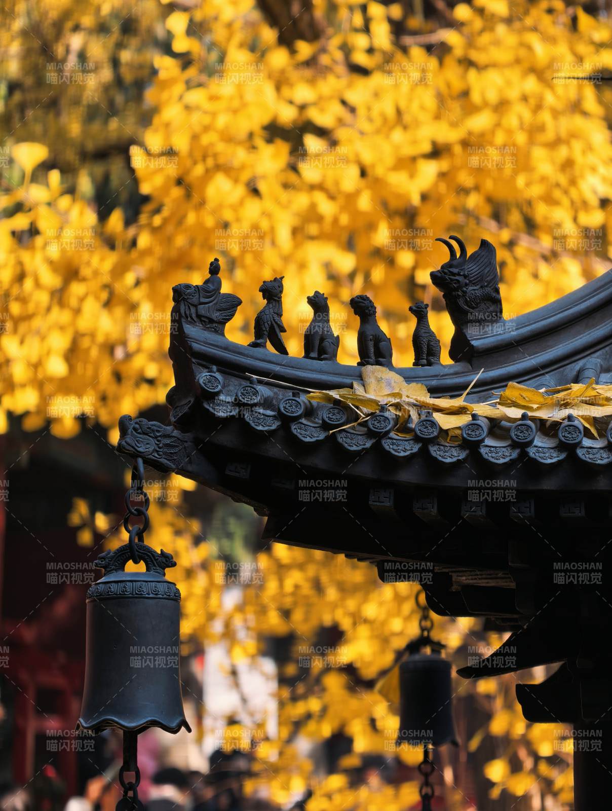 杭州寺庙古建飞檐与金黄银杏同框秋景图片