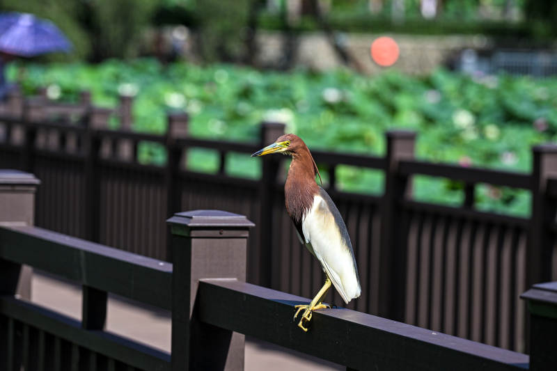 荷塘边栖息在围栏上的池鹭图片