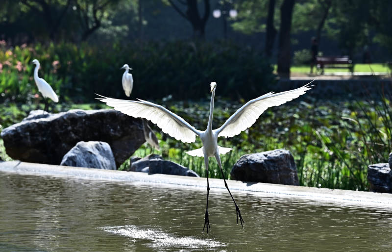 湿地白鹭展翅飞翔图片