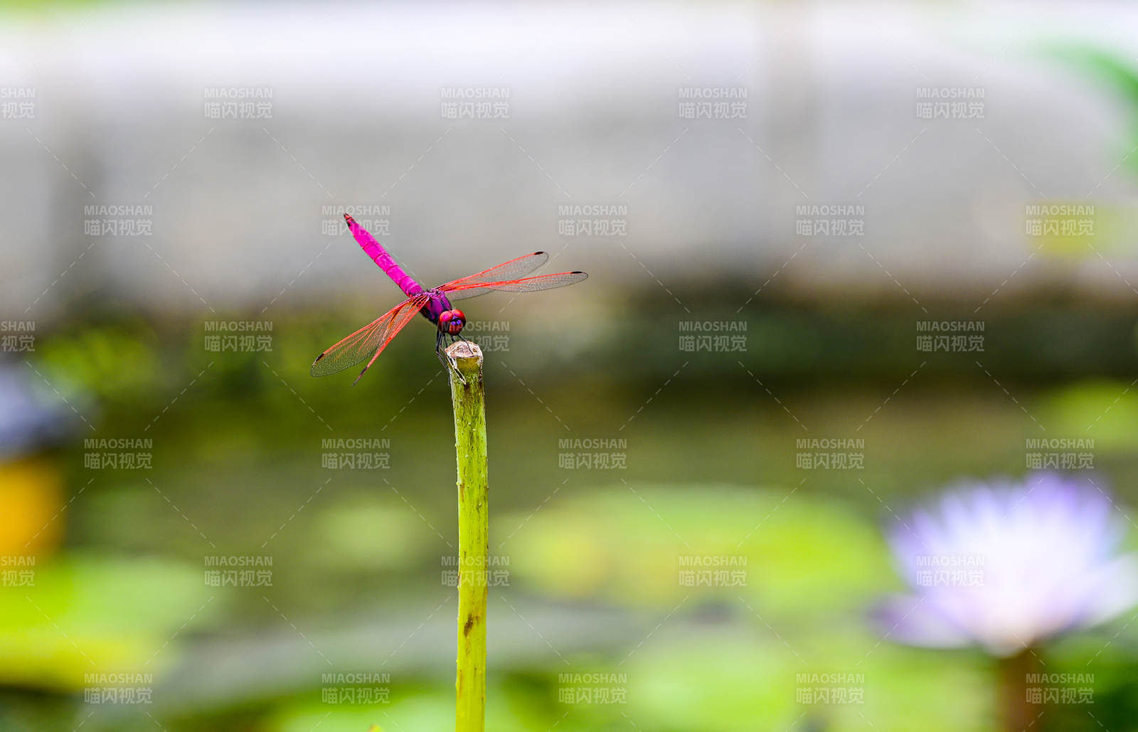 荷塘红蜻蜓特写图片