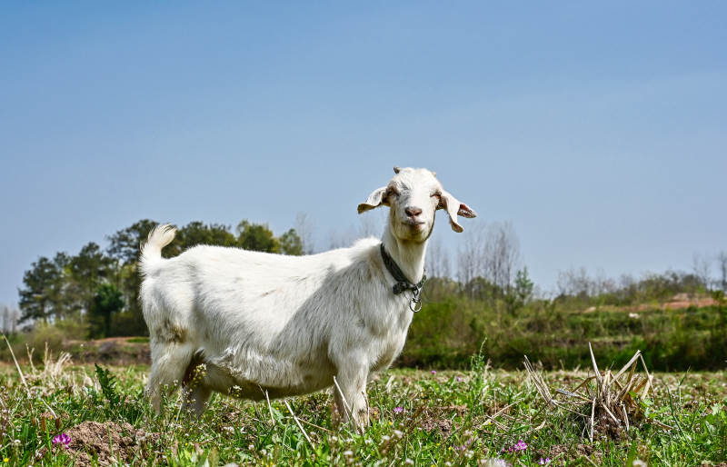 田园里的山羊图片