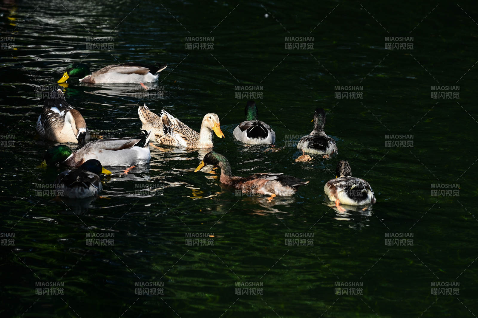 池塘绿头鸭与白额雁戏水场景图片