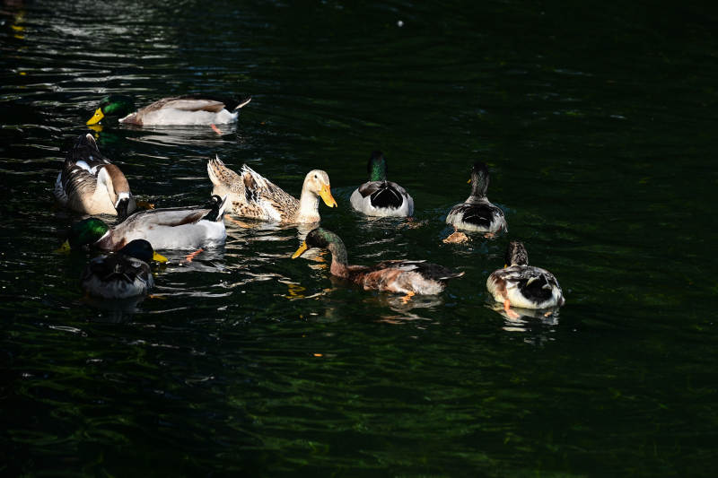 池塘绿头鸭与白额雁戏水场景图片