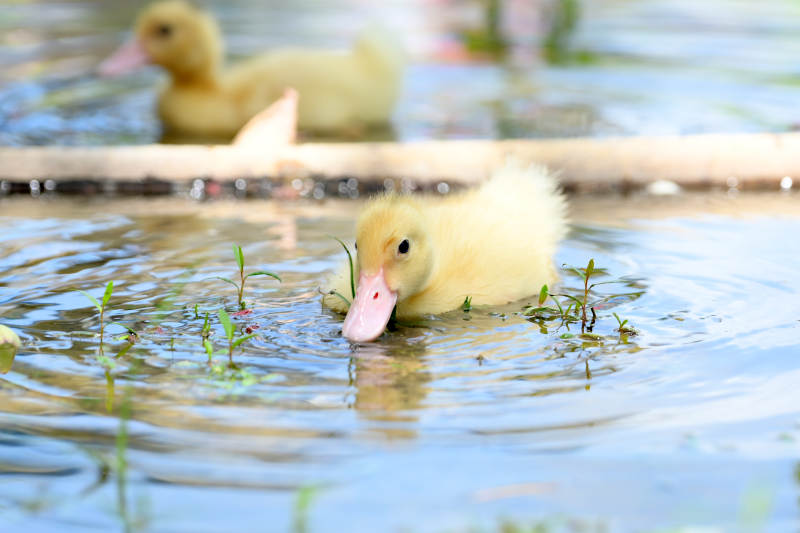萌动鸭宝宝水中觅食瞬间图片