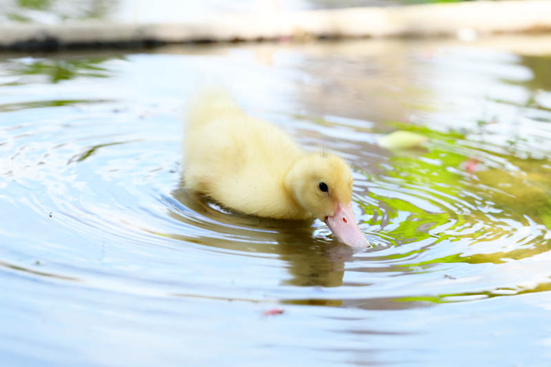 萌动鸭宝宝水中觅食瞬间图片