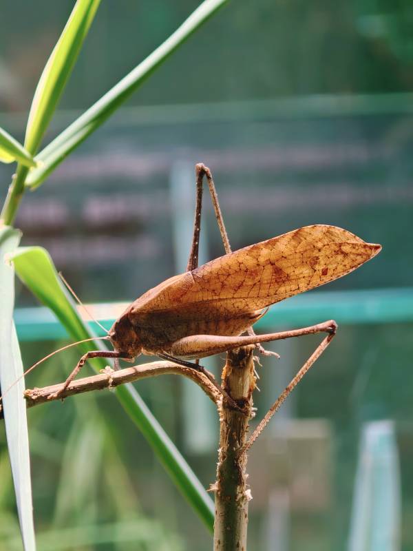 上海·大自然野生昆虫馆·鸣虫图片