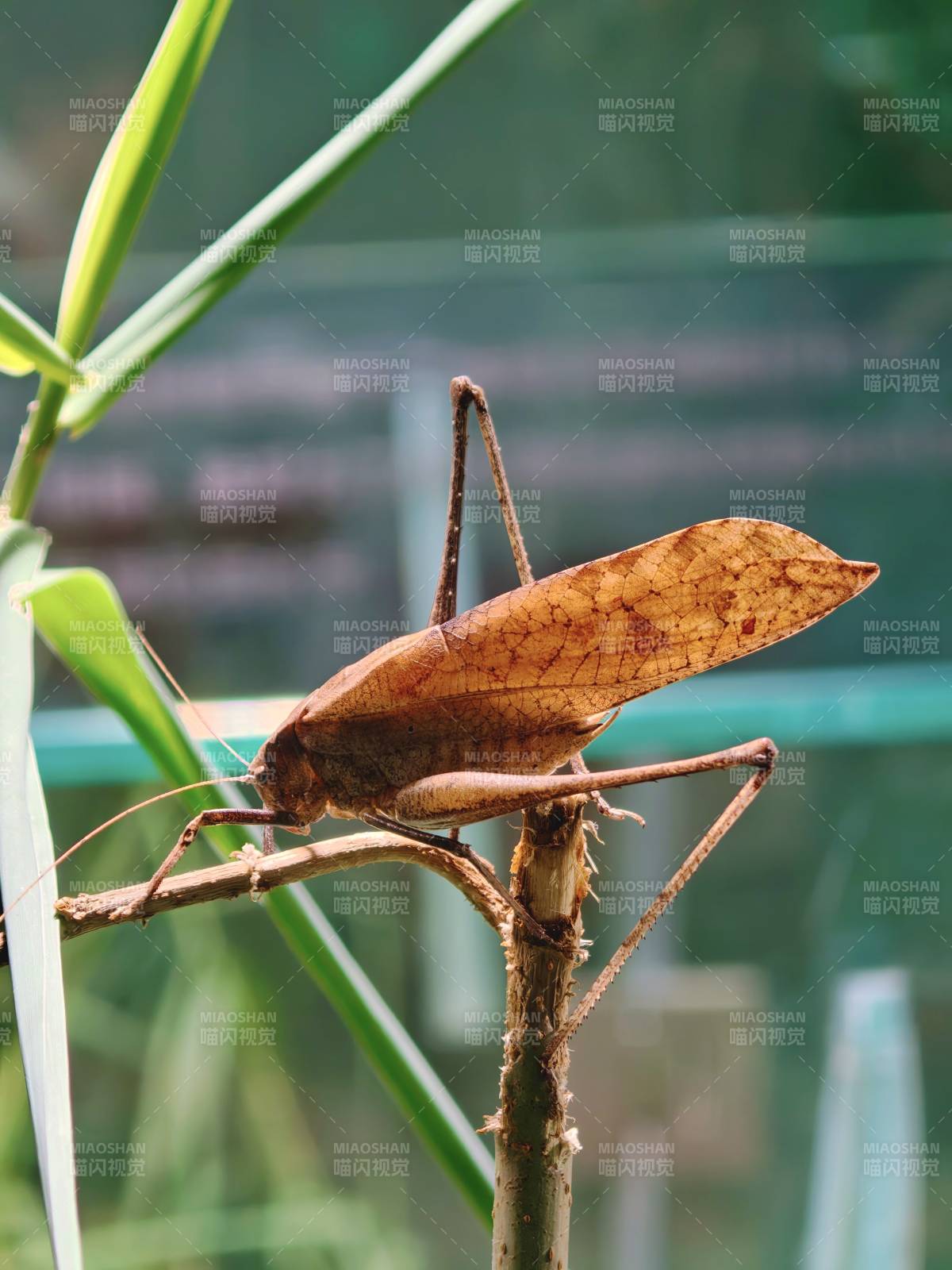 上海·大自然野生昆虫馆·鸣虫图片