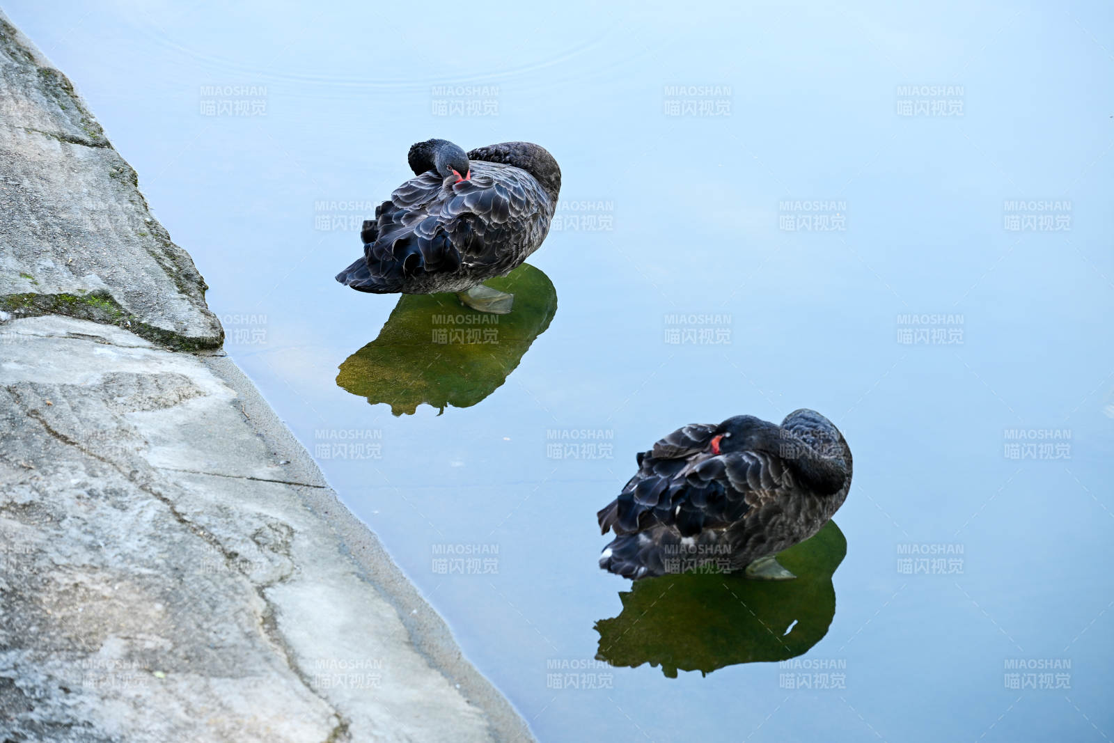 水中休憩的两只黑天鹅图片
