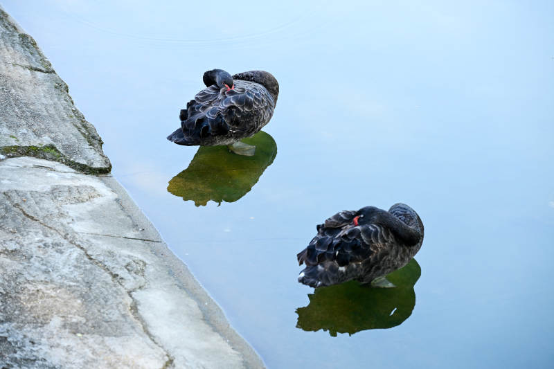 水中休憩的两只黑天鹅图片