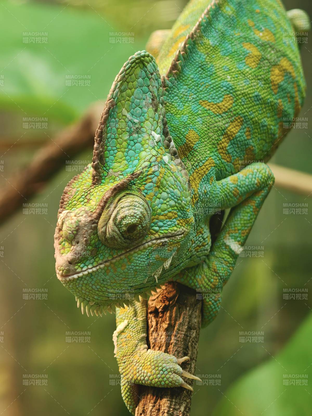 上海·大自然野生昆虫馆·变色龙图片