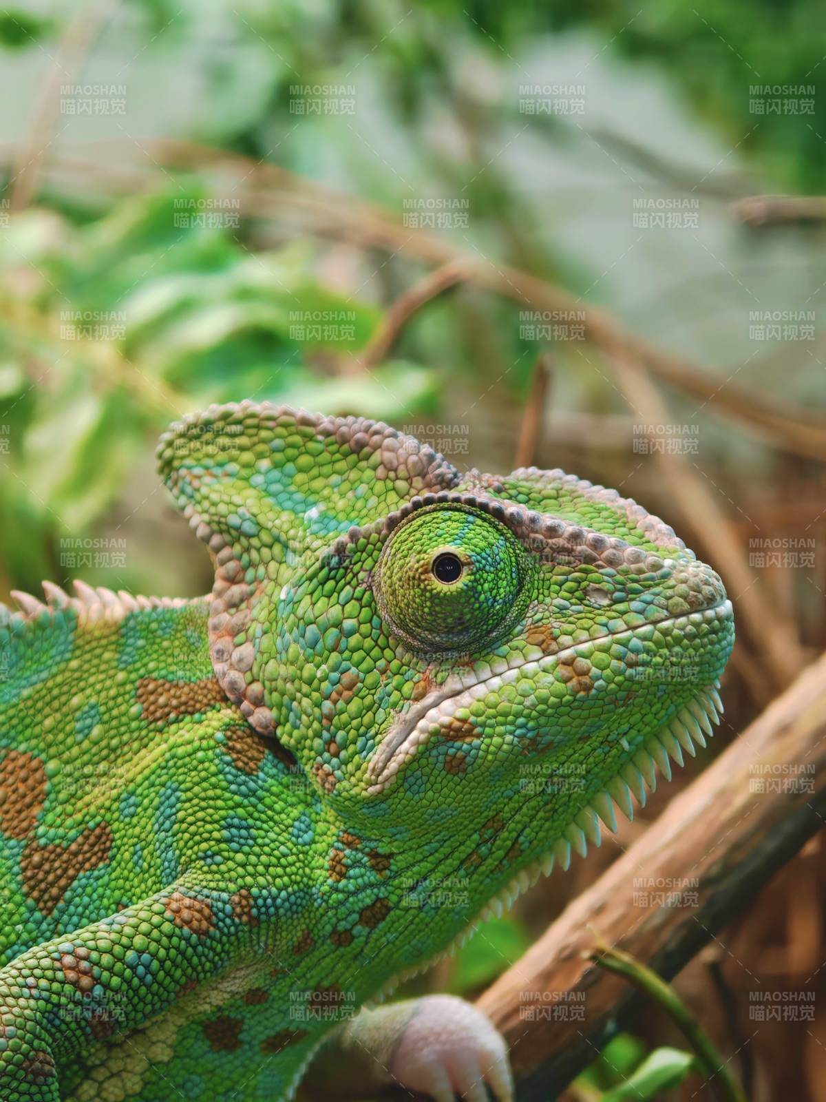 上海·大自然野生昆虫馆·变色龙图片