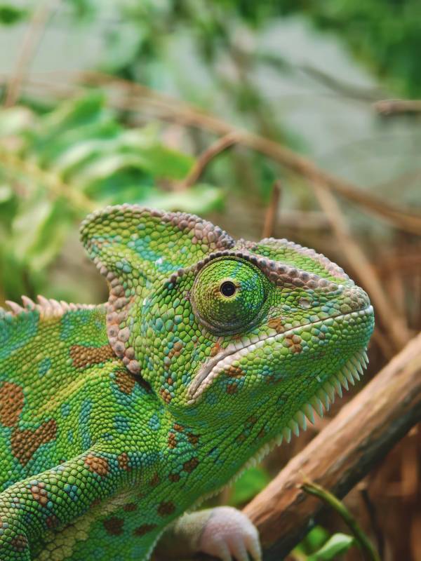 上海·大自然野生昆虫馆·变色龙图片