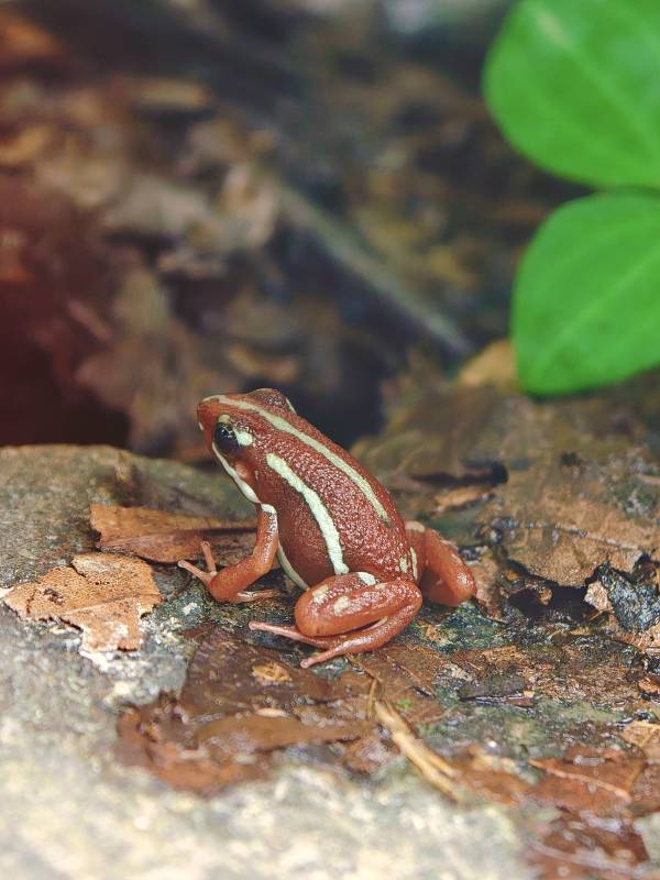 上海·大自然野生昆虫馆·蛙图片