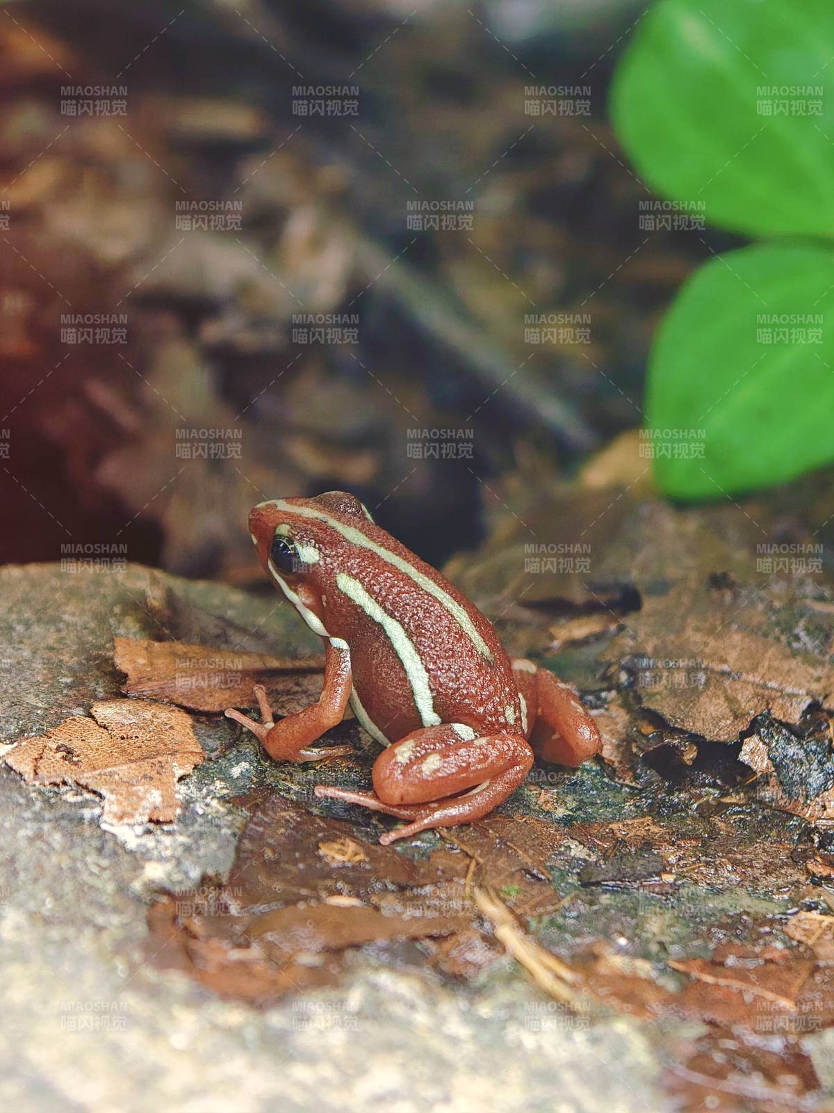 上海·大自然野生昆虫馆·蛙图片
