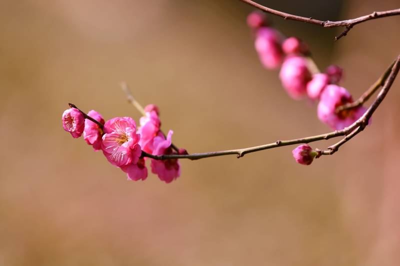 梅花绽放枝头图片