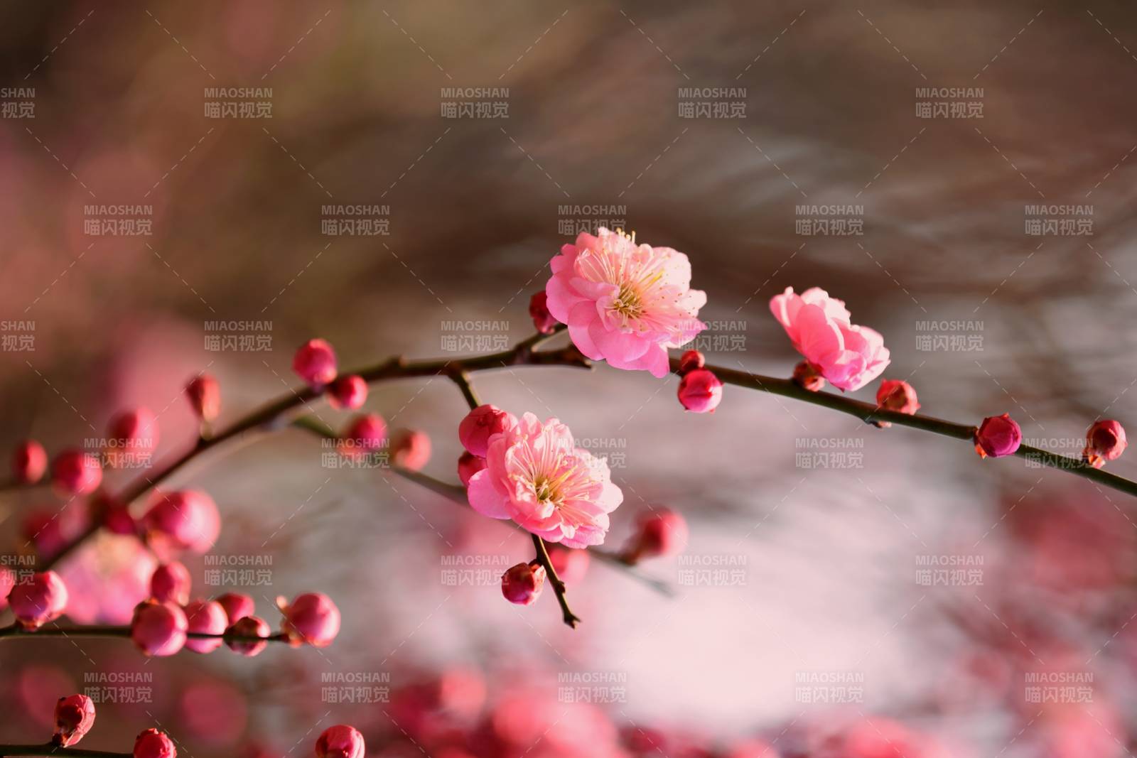 梅花绽放春意浓图片