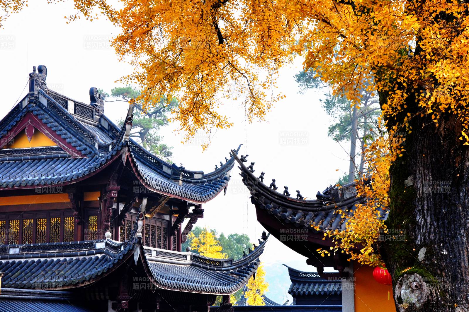 宁波奉化雪窦寺楼阁与古银杏树图片