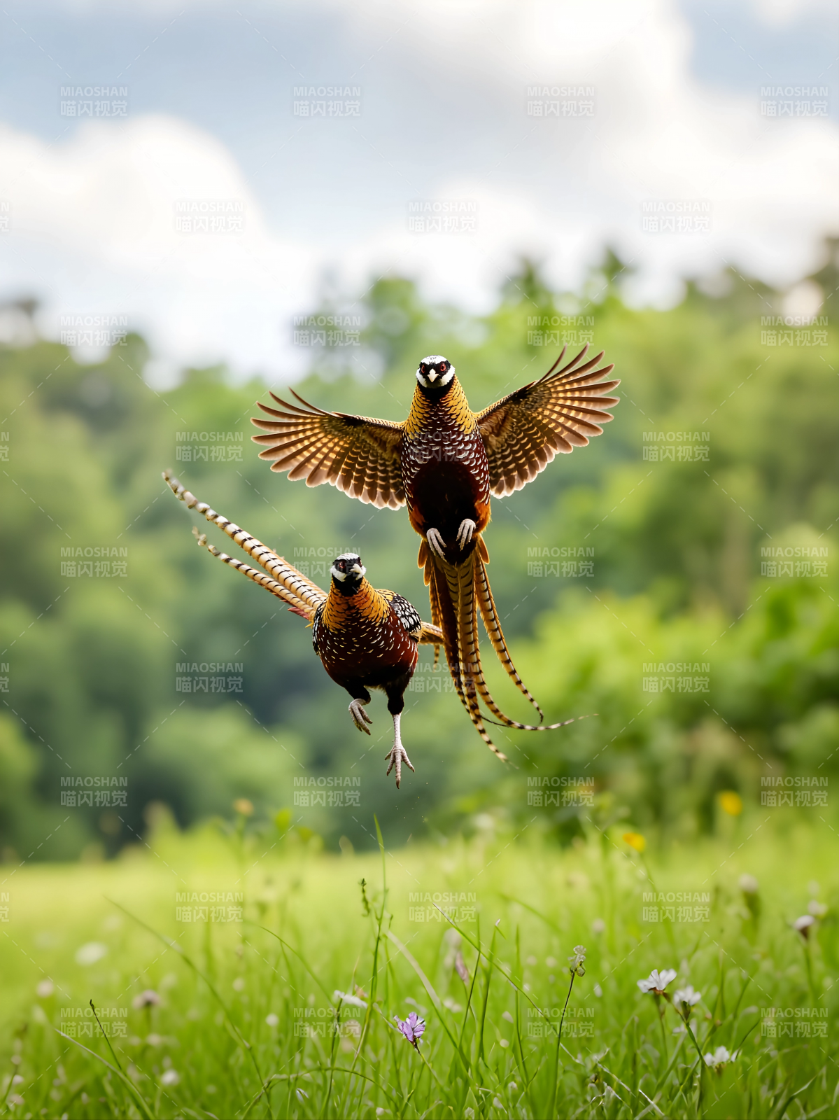 彩雉飞翔绿野间图片