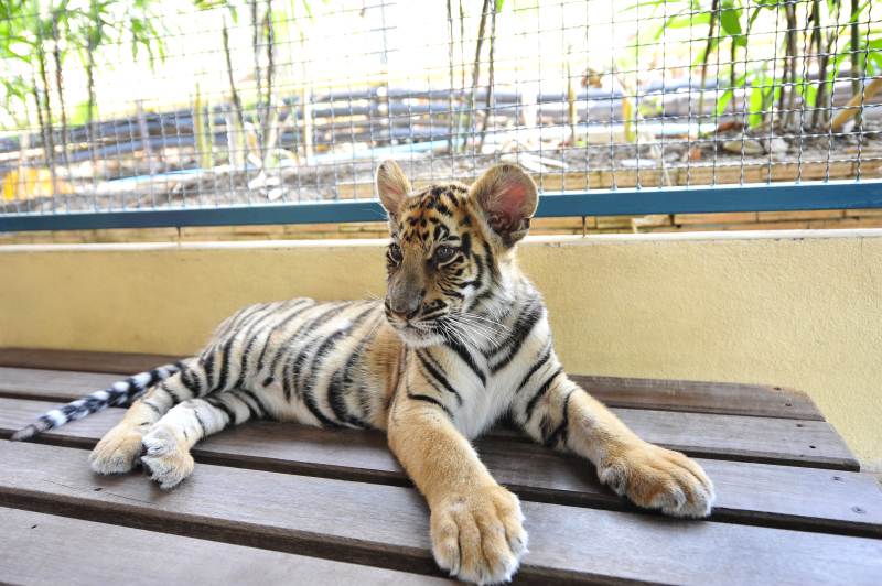 小老虎悠闲躺卧图片