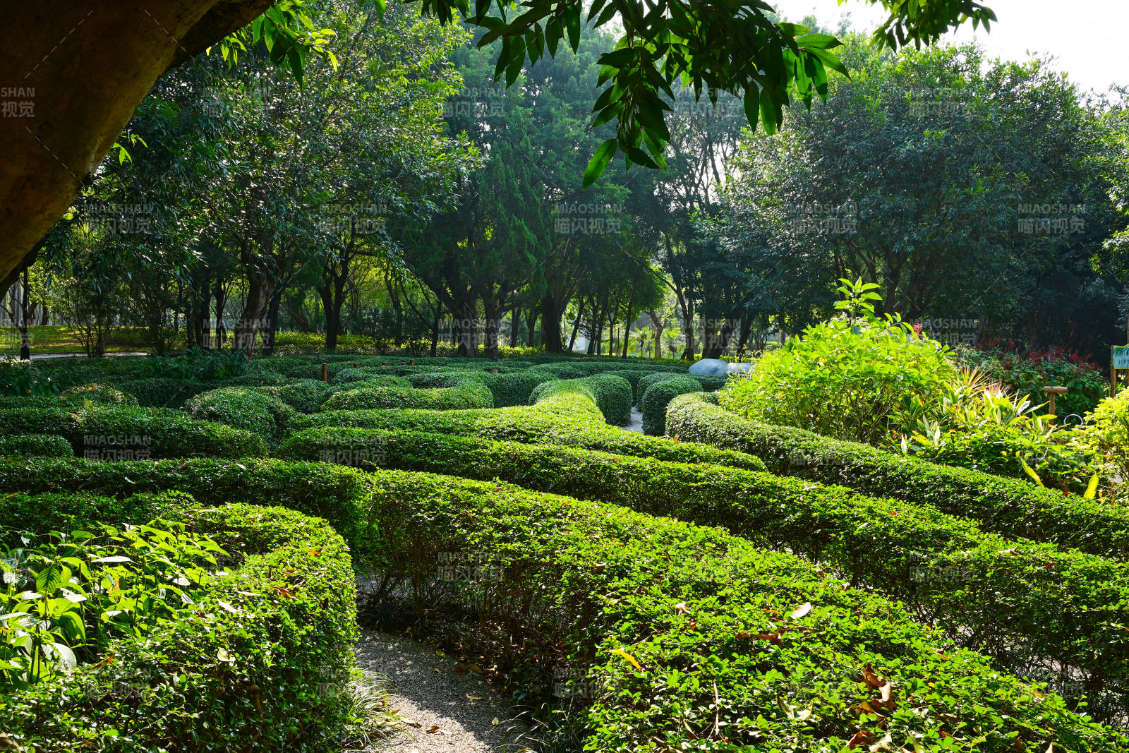 阳光穿透公园绿植迷宫小径景观图片