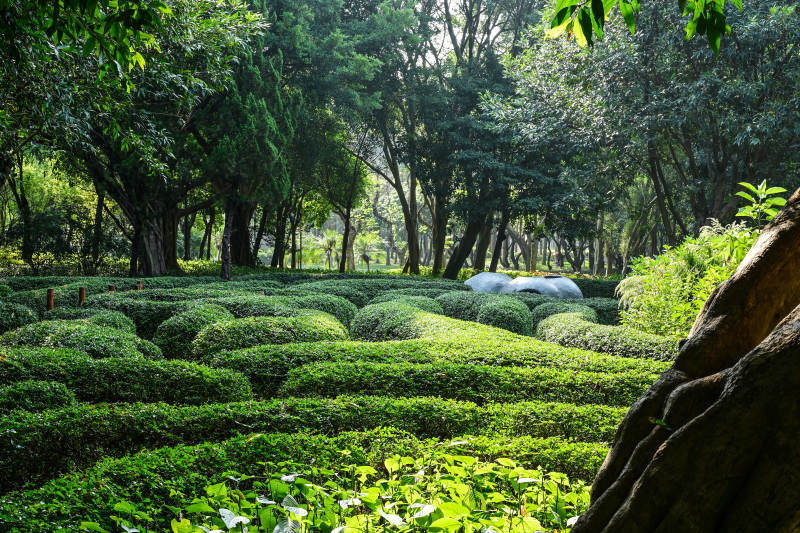 阳光穿透树林的自然风光图片
