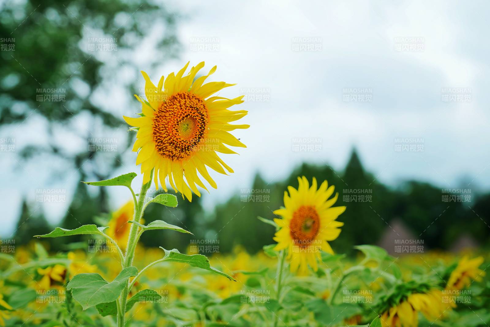 向日葵花海绽放图片