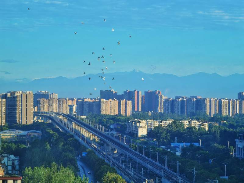 成都城市天际线与飞鸟图片