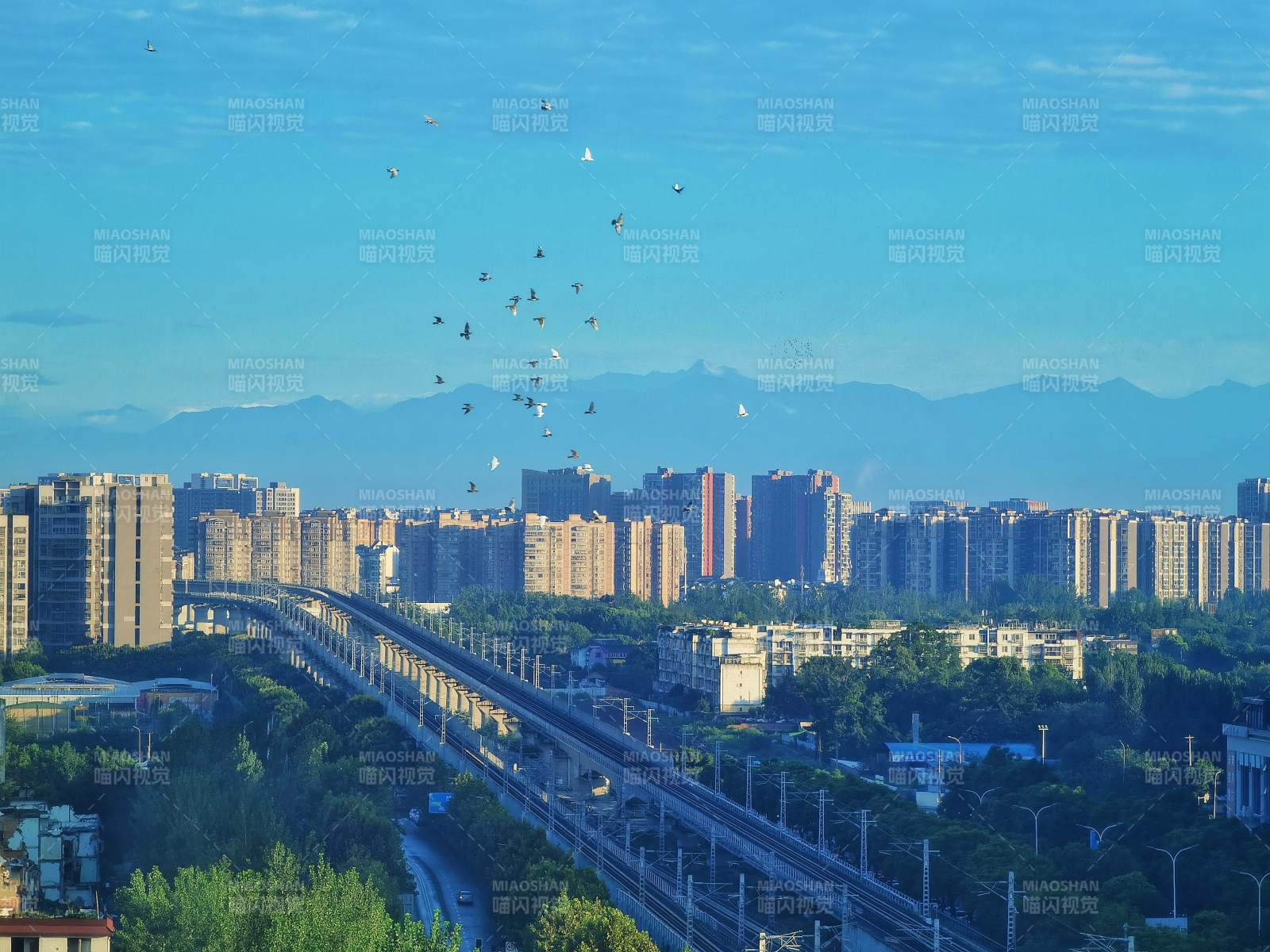 成都城市天际线与飞鸟图片