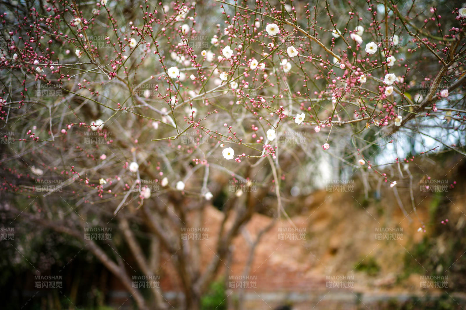 梅花绽放枝头图片