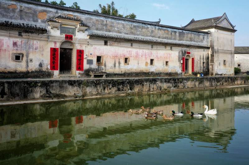 古宅水畔鸭戏莲图片