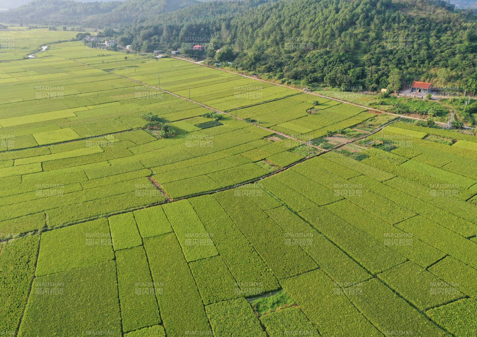 绿野稻田风光图片